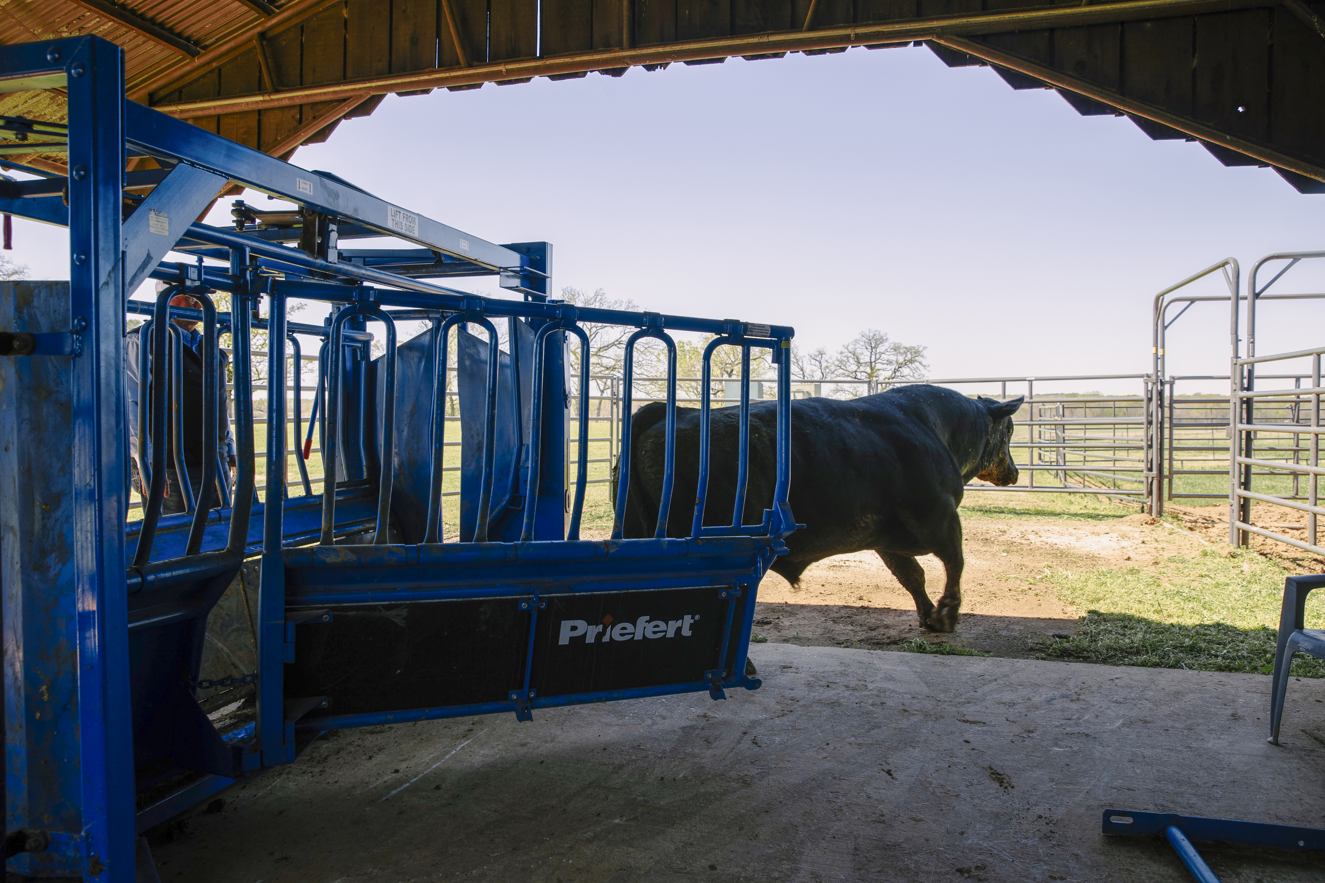 SqueezeChute SC25 0326 CattlePens 9529.jpg